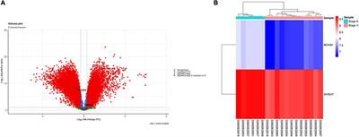 Identification and Analysis of BCAS4/hsa-miR-185-5p/SHISA7 Competing Endogenous RNA Axis in Late-Onset Alzheimer’s Disease Using Bioinformatic and Experimental Approaches